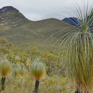 Kingia australis, Stirling Range